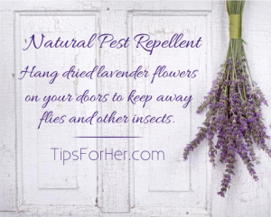 Natural Pest Repellent